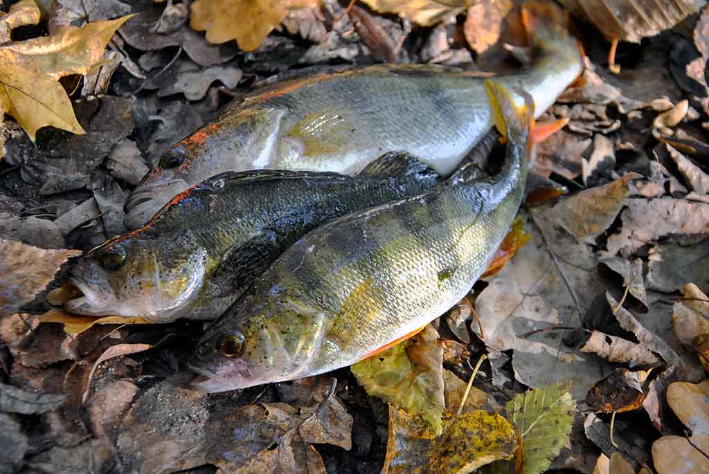 Kaip pagauti prisnūdusį Nevėžio ešerį Kaip pagauti prisnūdusį Nevėžio ešerį