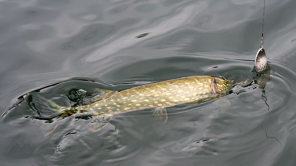 Kaip pagauti pavasarinę lydeką. Pirma dalis