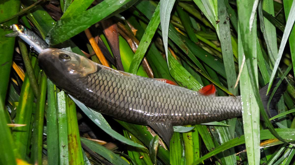 Naktinis spiningavimas vasarą ir kitais metų laikais