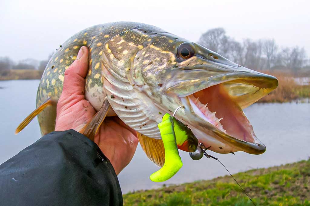 Kaip pagauti pavasarinę lydeką. Pirma dalis