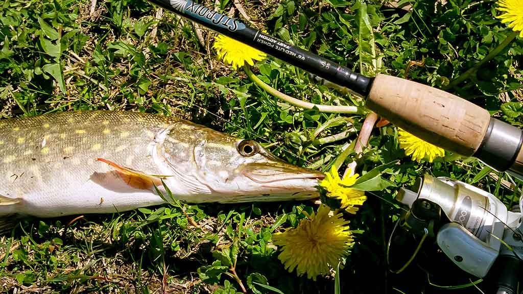 Apie nepilnametes, mikromasalus ir striptizą. Pirma dalis Apie nepilnametes, mikromasalus ir striptizą. Pirma dalis