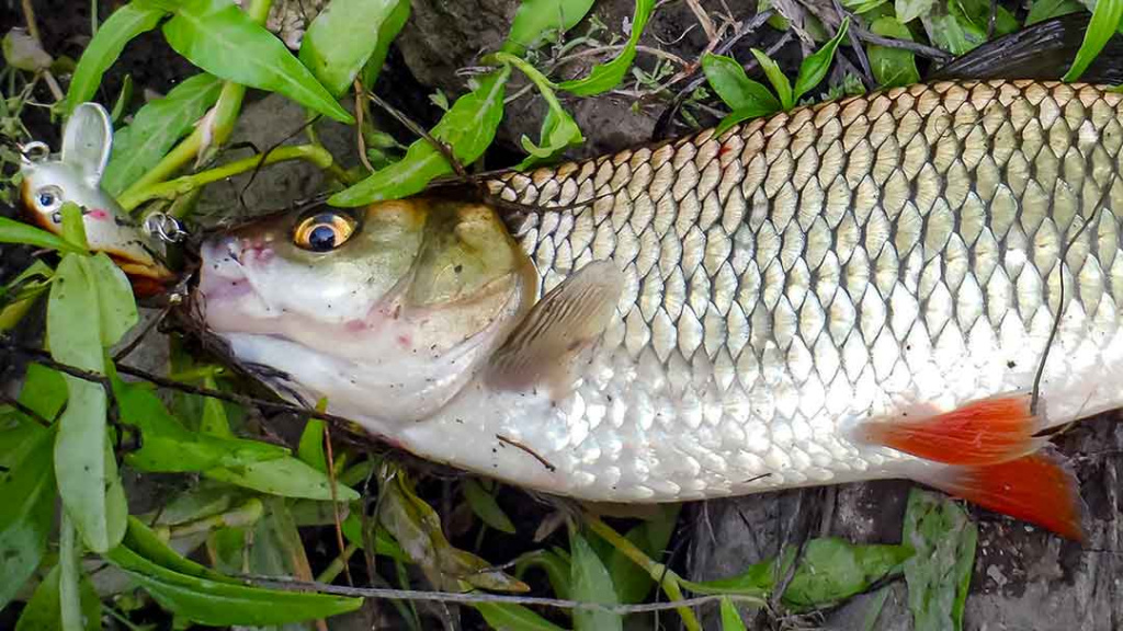Šapalų spiningavimas pavasarį Šapalų spiningavimas pavasarį