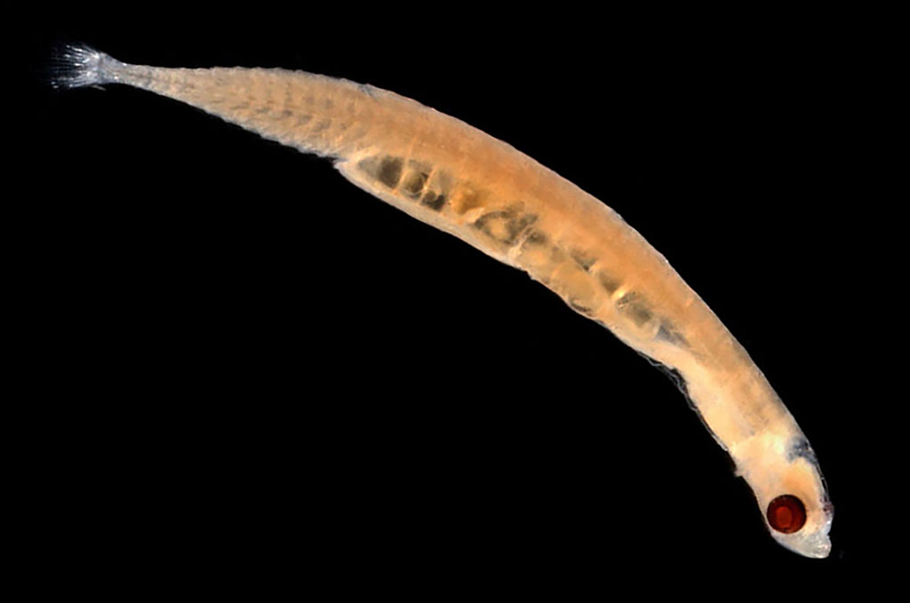 Schindleria brevipinguis 