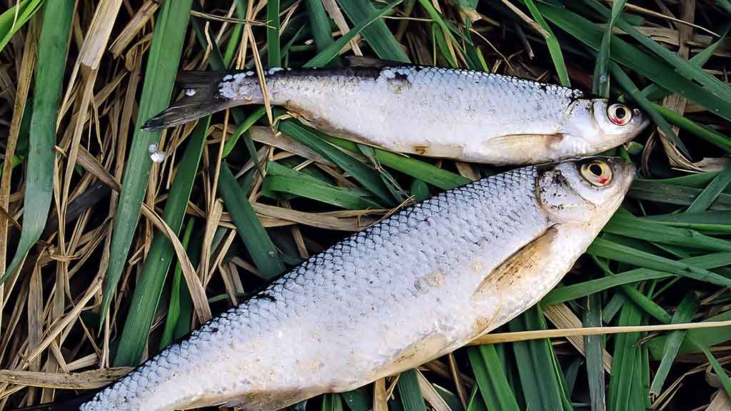 Sudužę margučiai arba kaip Dievas juokiasi Sudužę margučiai arba kaip Dievas juokiasi