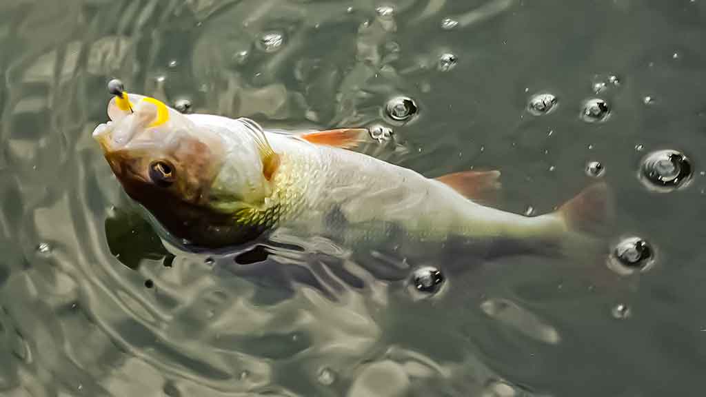 Ešerių žūklė guminukais. Tikrajam rudeniui prasidėjus