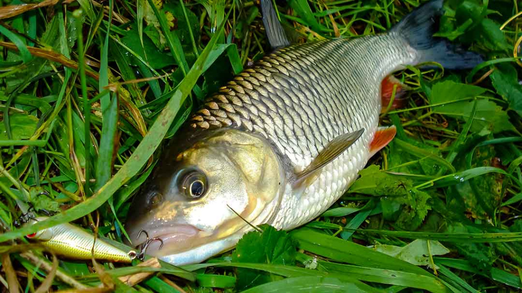 Kai šapalautojai žegnojasi. Masalai