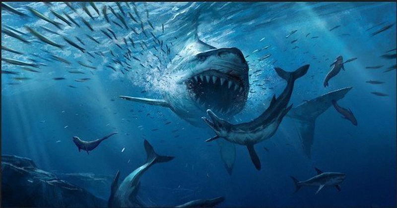 Megalodonas Megalodonas