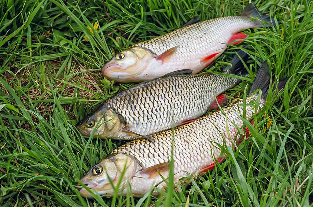 Meškeriojimas plūdine, kur gilu ir sraunu. Pirma dalis