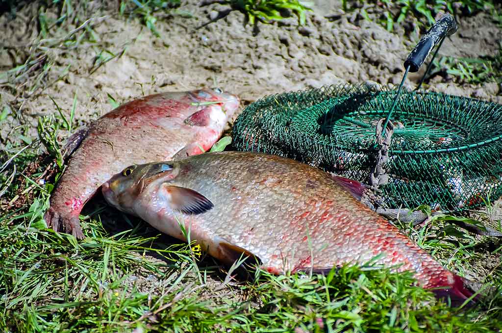 Nuo A iki Z apie monofilamentinį valą. Pirma dalis