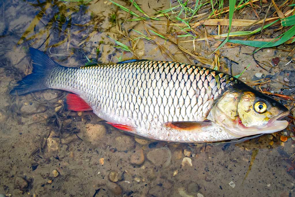 Pirmųjų snaigių burtai