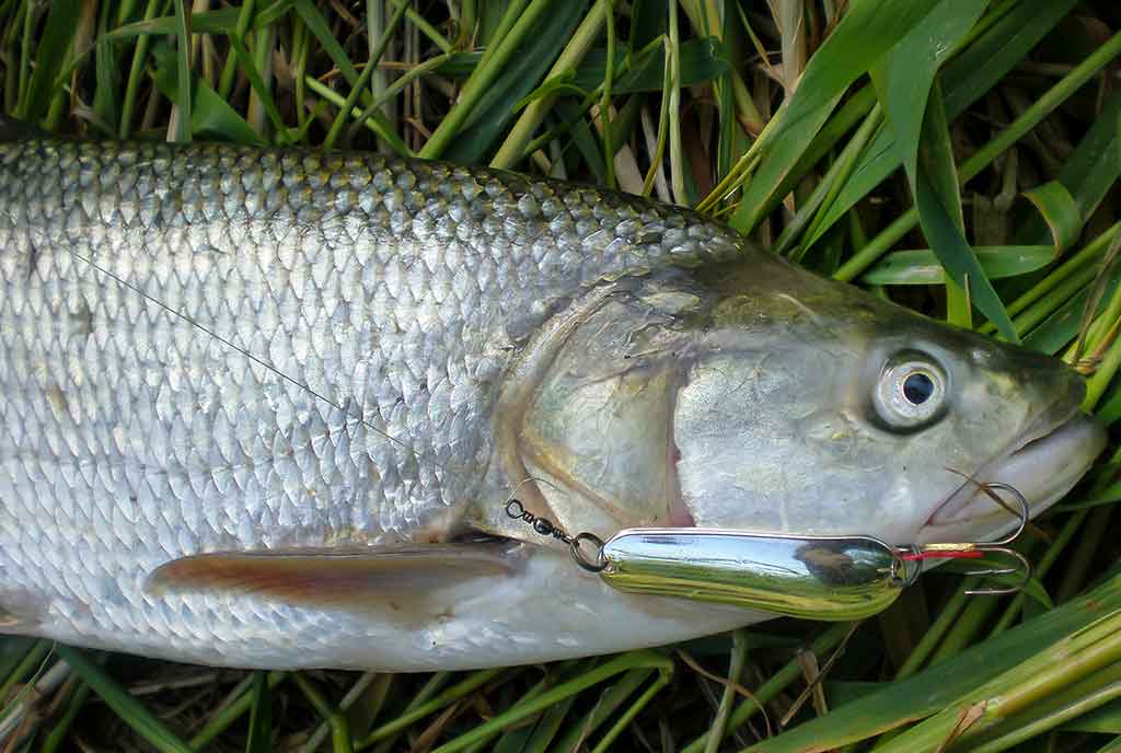 Vienas ir šimtas vienas būdas pagauti salatį 