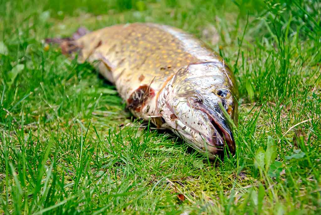 Dviejų uodegėlių fenomenas. Antra dalis