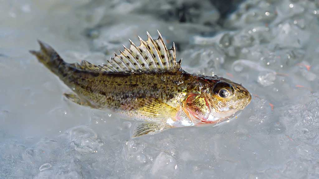 Karšio gaudymas, laikant rankas kišenėse. Antra dalis