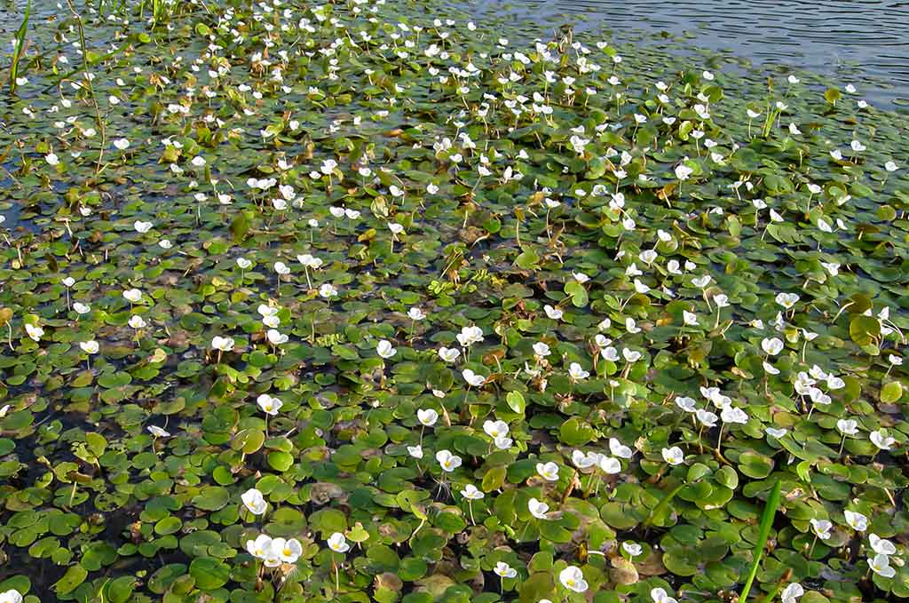 Vandens džiunglių labirintuose. Negiminingi, bet labai panašūs Vandens džiunglių labirintuose. Negiminingi, bet labai panašūs