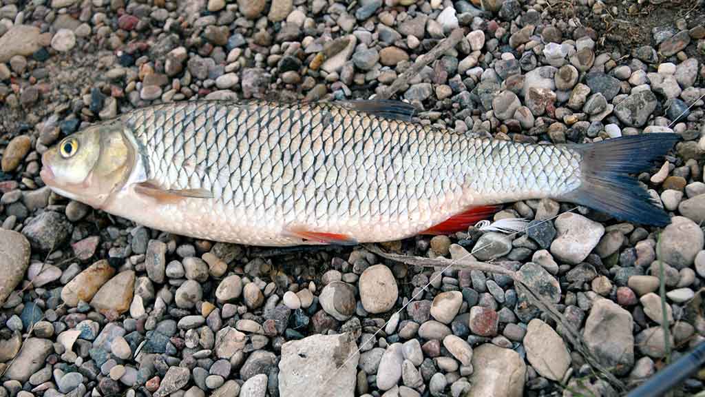 Rėvose su plūdine Rėvose su plūdine