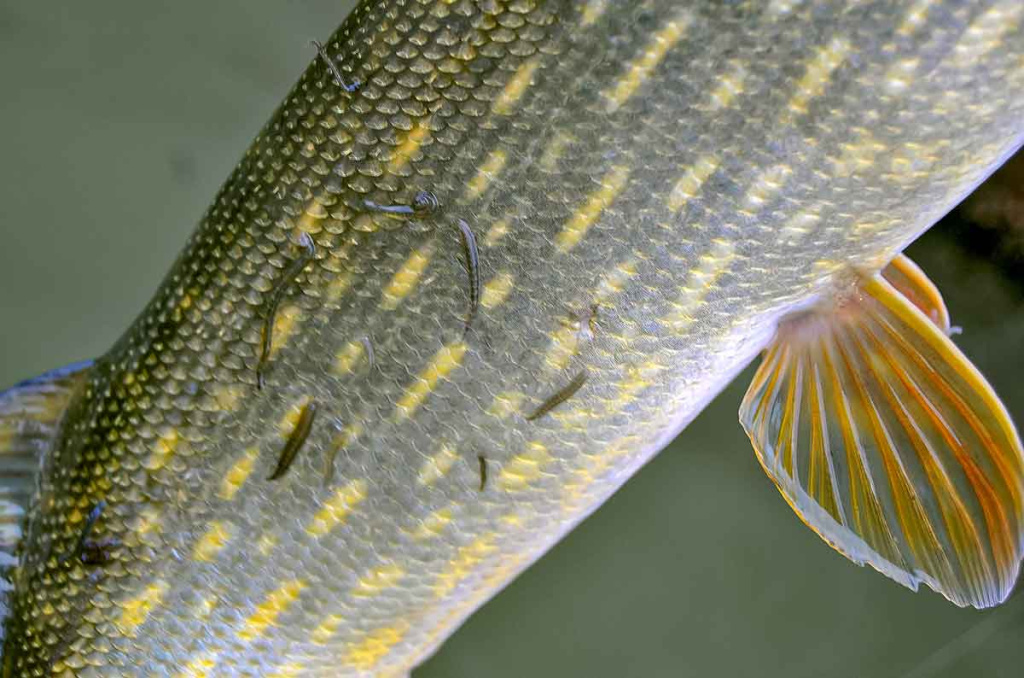 Jei žiemą nori sėkmingai pažvejoti, keliauk į miesto centrą. Pirma dalis Jei žiemą nori sėkmingai pažvejoti, keliauk į miesto centrą. Pirma dalis