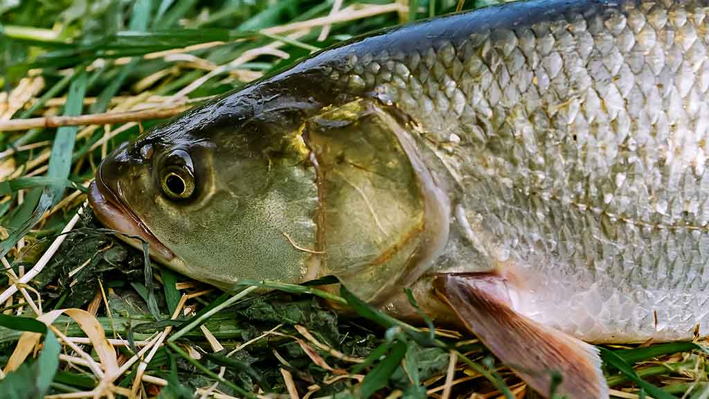 Kaip pagauti „nekimbantį“ salatį. Mažos blizgės ir tvičinginiai vobleriai Kaip pagauti „nekimbantį“ salatį. Mažos blizgės ir tvičinginiai vobleriai