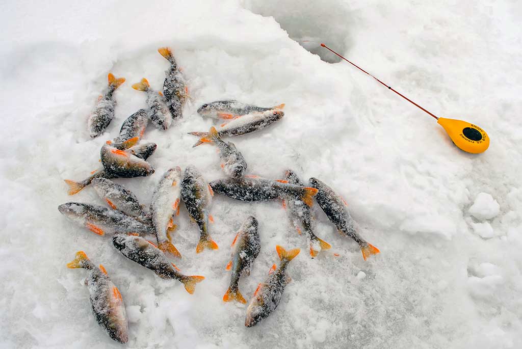 Kaip pagauti ešerį?