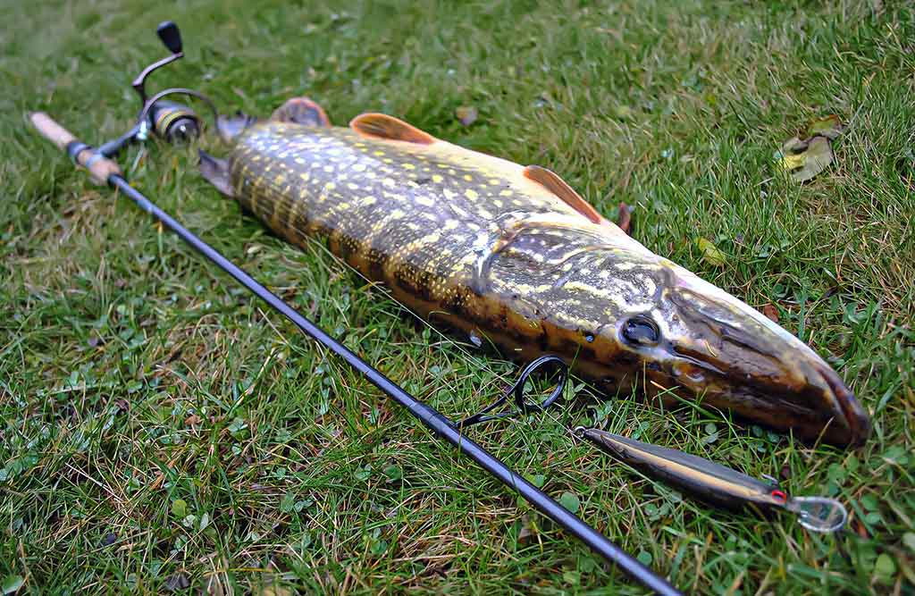 Ar sunku išmokti spiningauti? Antra dalis Ar sunku išmokti spiningauti? Antra dalis