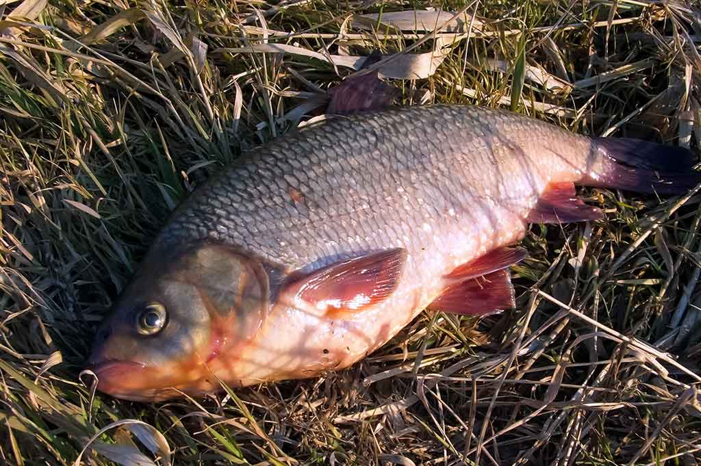 Išgyventi iki vakaro Išgyventi iki vakaro