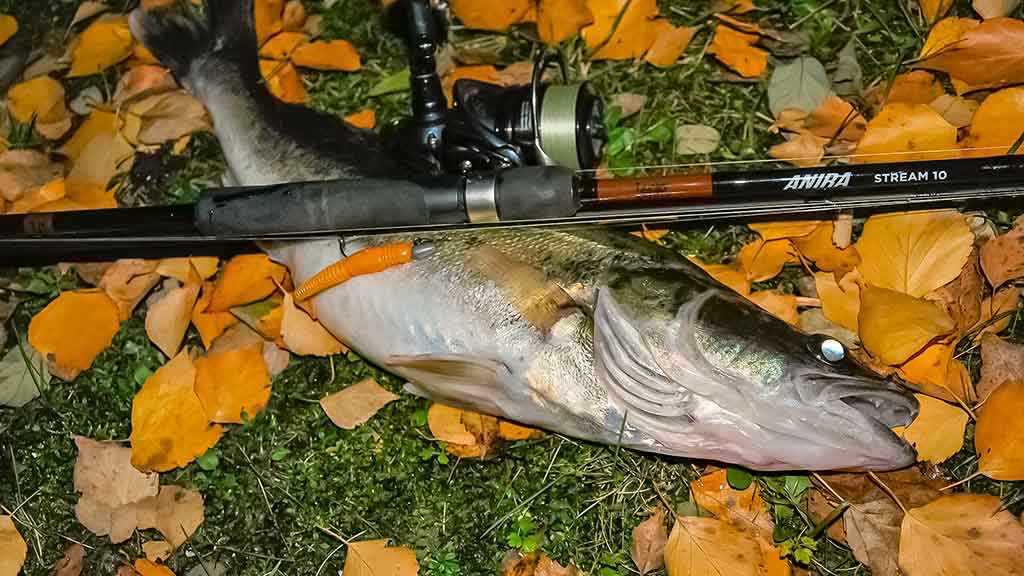 Spiningavimas naktį vėlyvą rudenį. Žūklavietės ir žūklės specifika