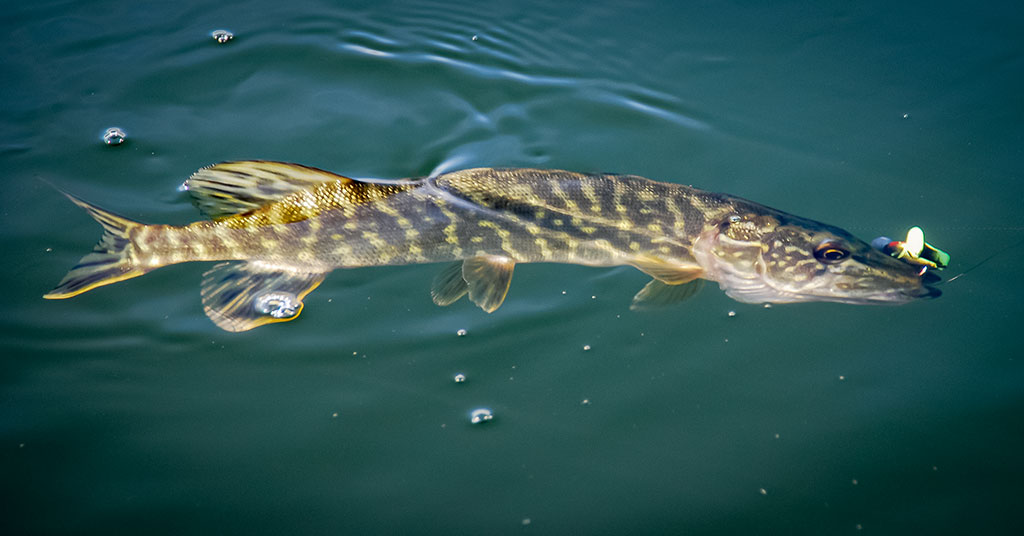Spininginiai masalai drumstame vandenyje Spininginiai masalai drumstame vandenyje