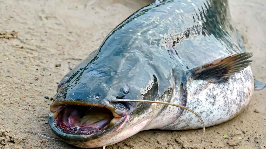 Pasiūlykim šamui silikoninę varlę