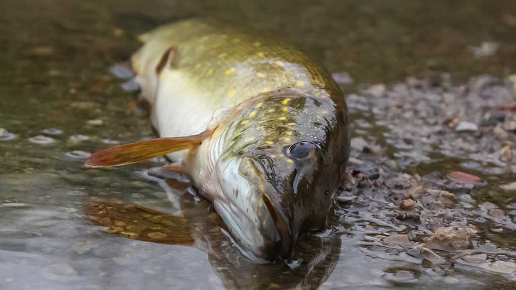 Lydekas – lydekomis. Apie žuvis kanibales