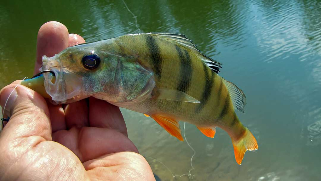 Konkurencijos imitacija