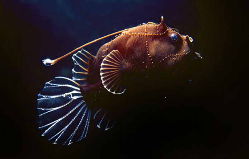 Žuvis velnias Žuvis velnias