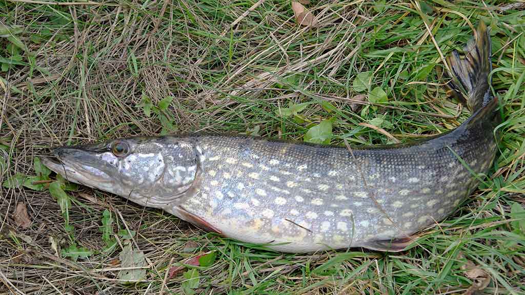 Kaip pagauti šapalą?