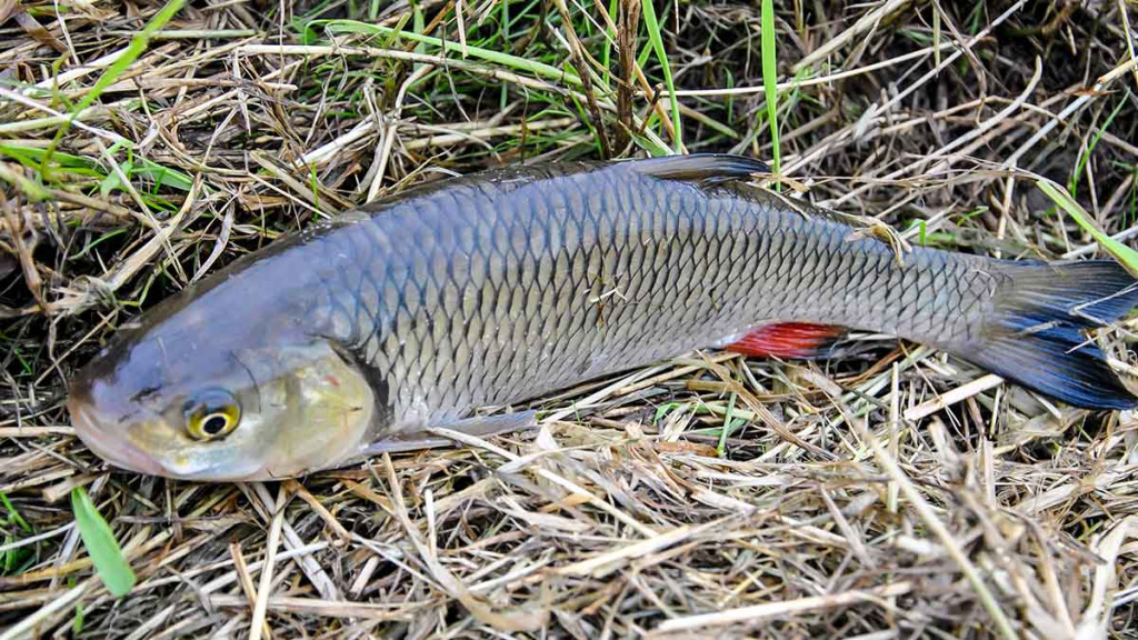 Dar ne laikas mest į kampą meškerę Dar ne laikas mest į kampą meškerę