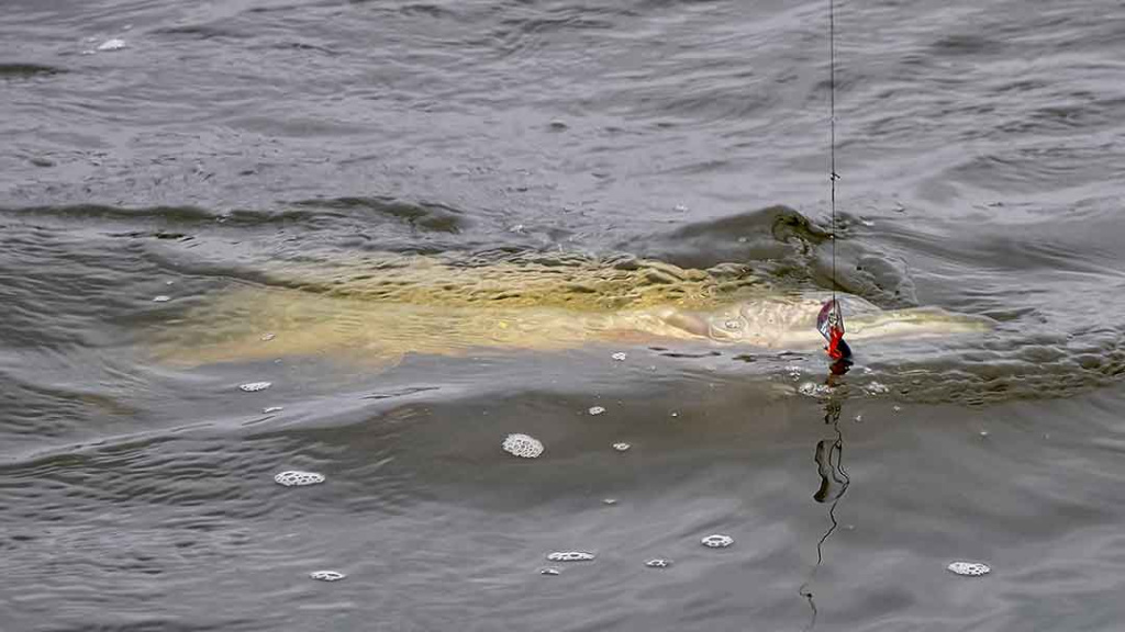 Velkiavimas. Prieš srovę, pasroviui...