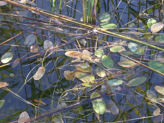 Lyno slėptuvė Lyno slėptuvė