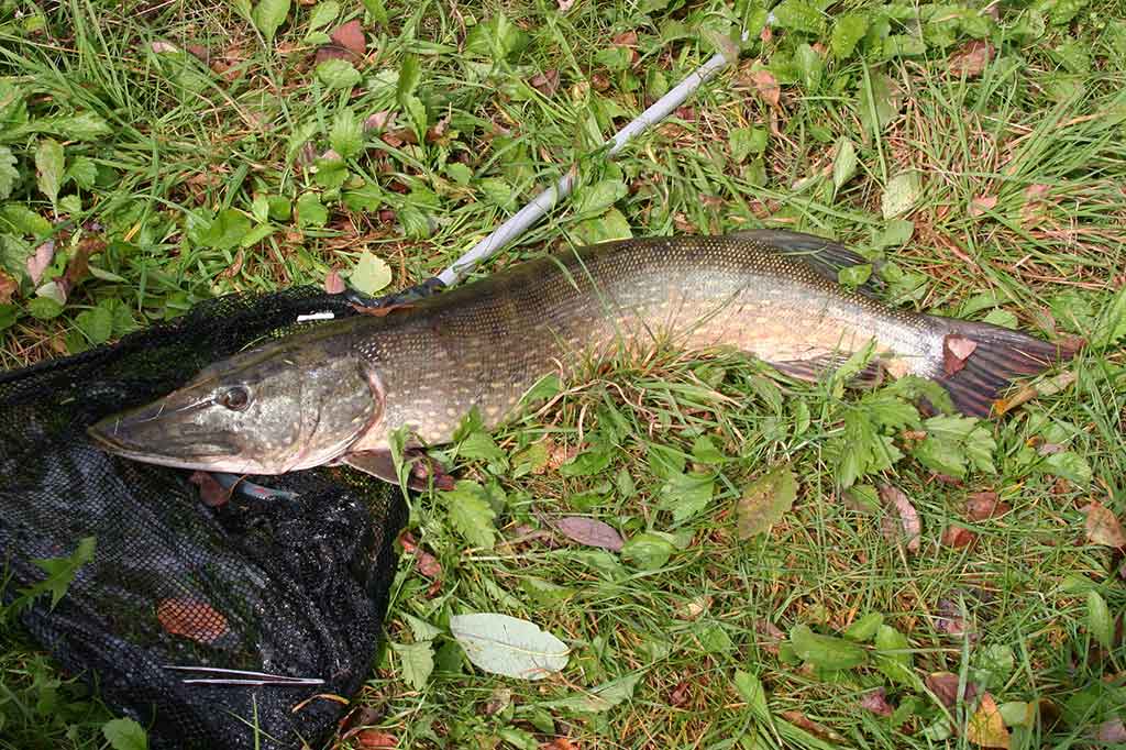 Dviejų uodegėlių fenomenas. Pirma dalis Dviejų uodegėlių fenomenas. Pirma dalis