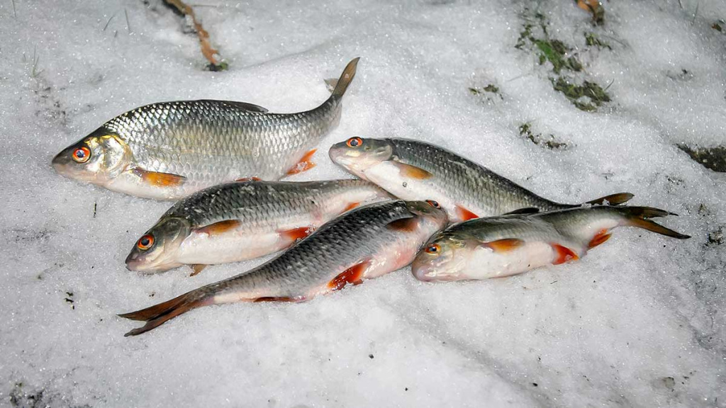 Pirmųjų snaigių burtai