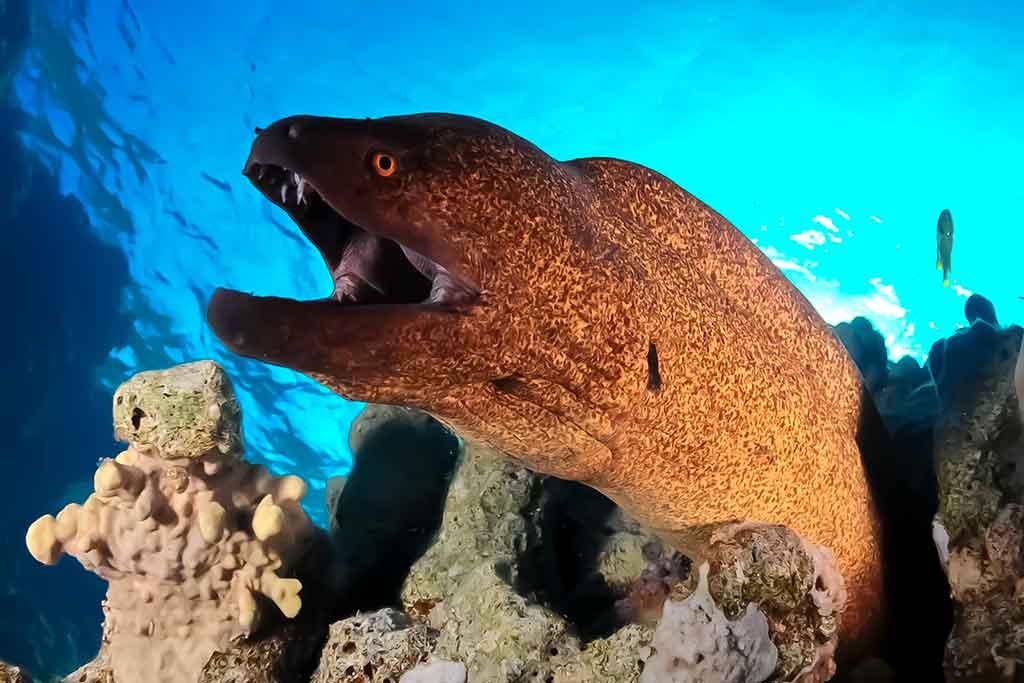 Murena (Muraenidae) Murena (Muraenidae)