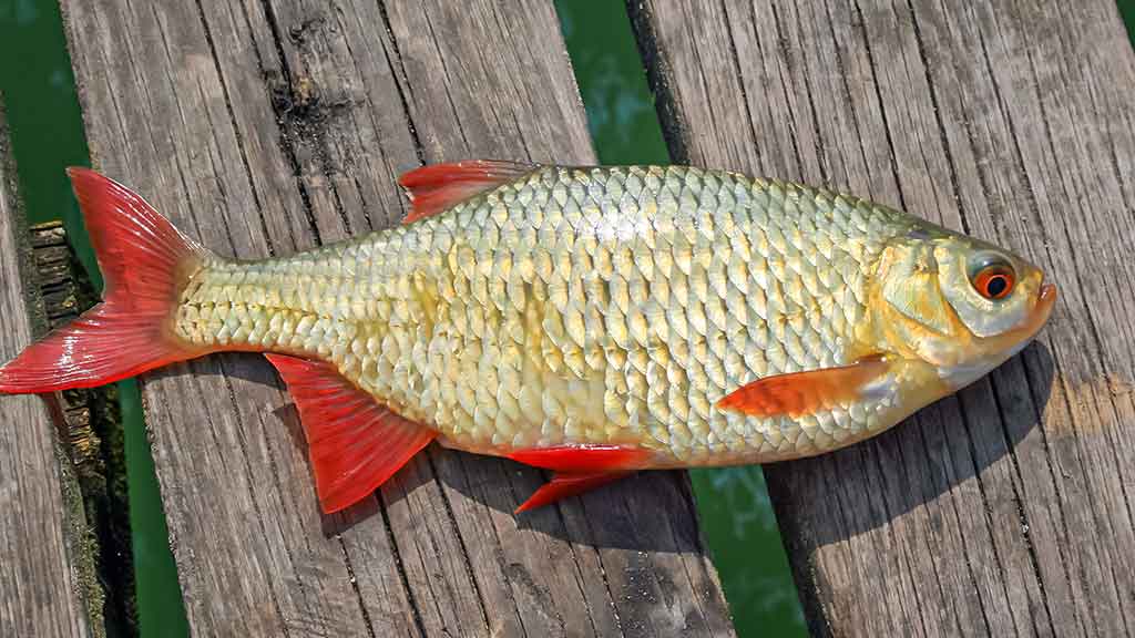 Jaukinimas spiningaujant. Antra dalis Jaukinimas spiningaujant. Antra dalis
