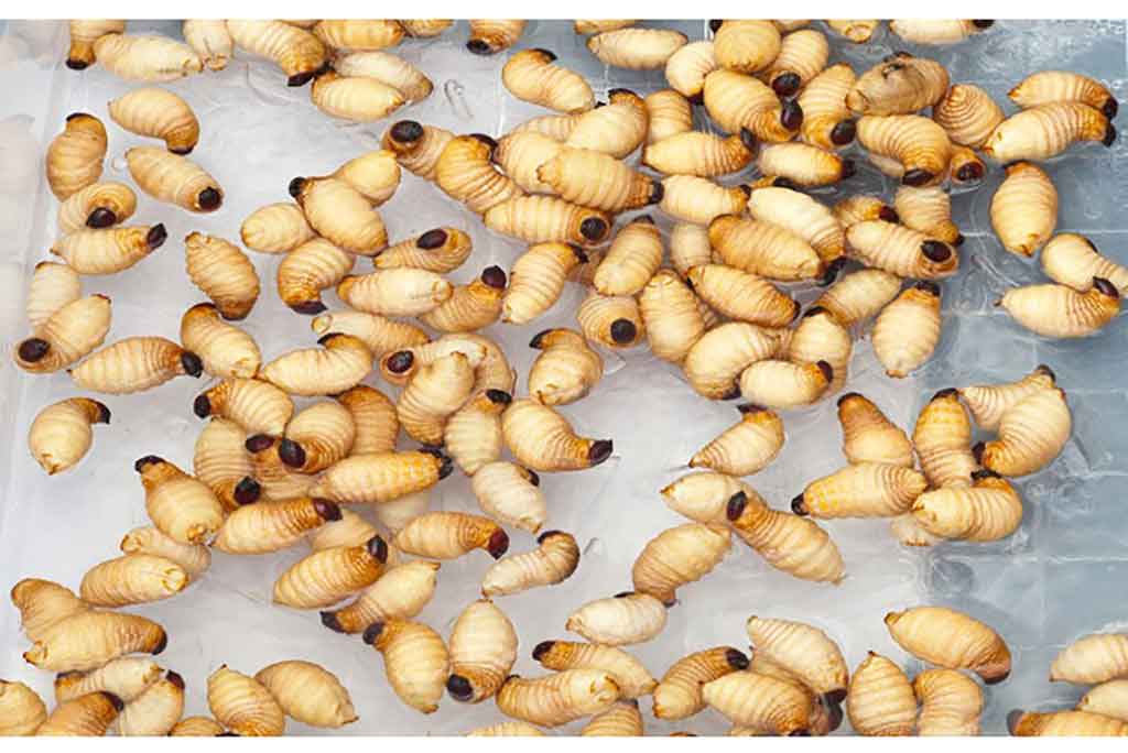 Smagiausia poledinė žūklė. Kaip sumeškerioti aukšlę