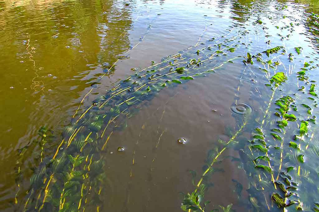 Vandens džiunglių labirintuose. Negiminingi, bet labai panašūs Vandens džiunglių labirintuose. Negiminingi, bet labai panašūs