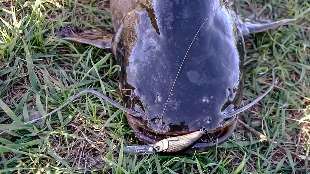 Ilgesnis nei dviejų metrų šamas