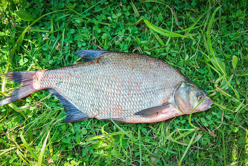 Didelė mažų svarelių reikšmė. Pirma dalis