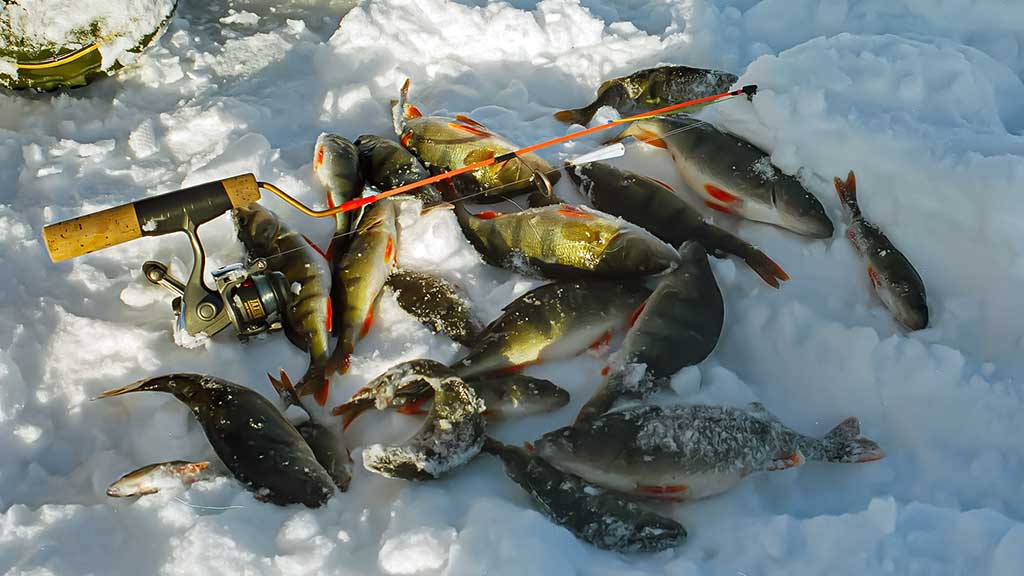 Kaip pagauti ešerį? Kaip pagauti ešerį?