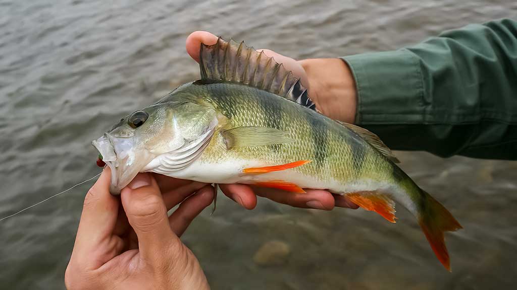Kaip spiningauti šiekštynuose
