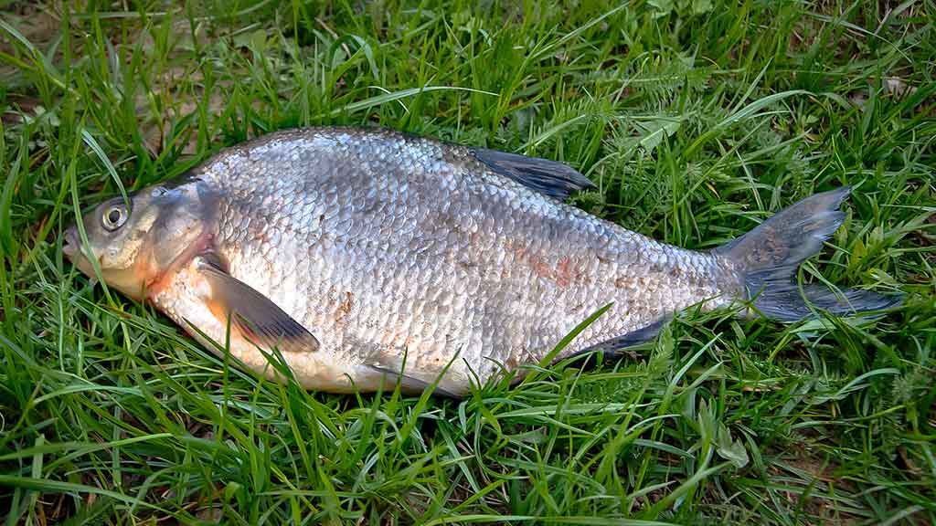 Didelių upių karšiai. Pirma dalis Didelių upių karšiai. Pirma dalis