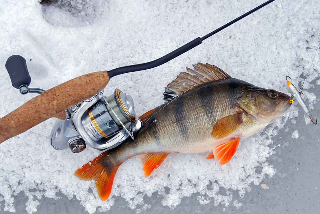 Kaip pagauti ešerį? Kaip pagauti ešerį?