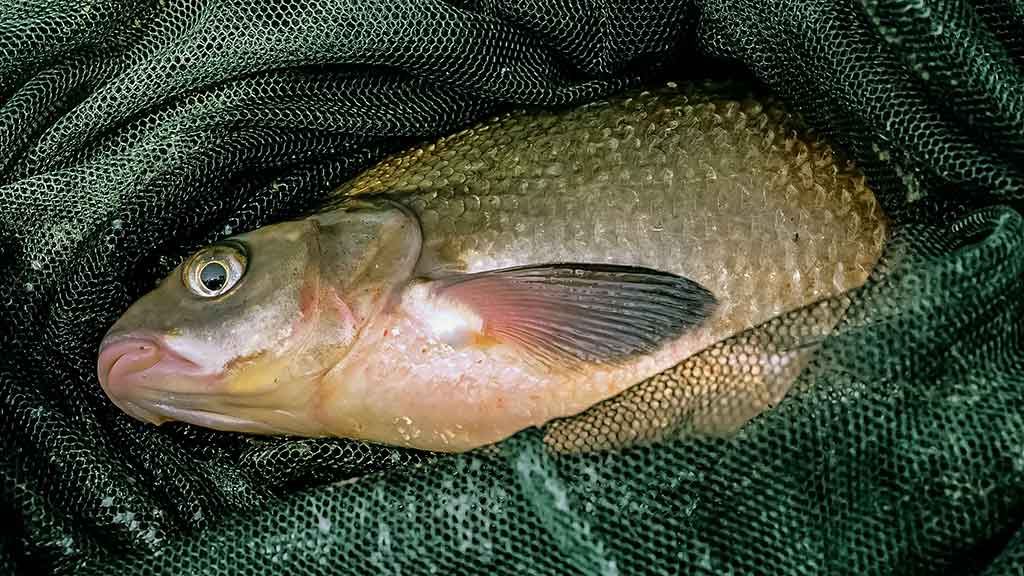 Meškeriojimas bolonine – valas, plūdės, sistemėlės...