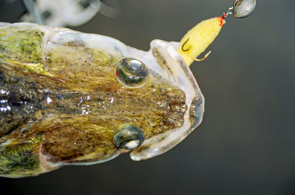 Nutrinkime sterkui nugarą. Pirma dalis Nutrinkime sterkui nugarą. Pirma dalis