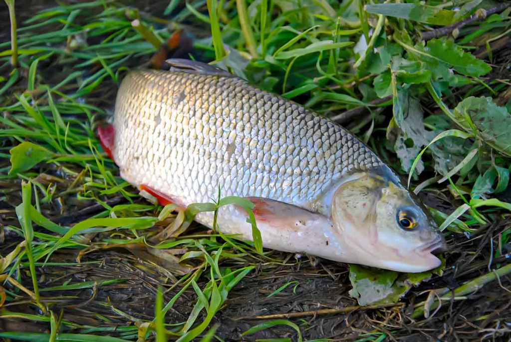 Nuo A iki Z apie monofilamentinį valą. Antra dalis