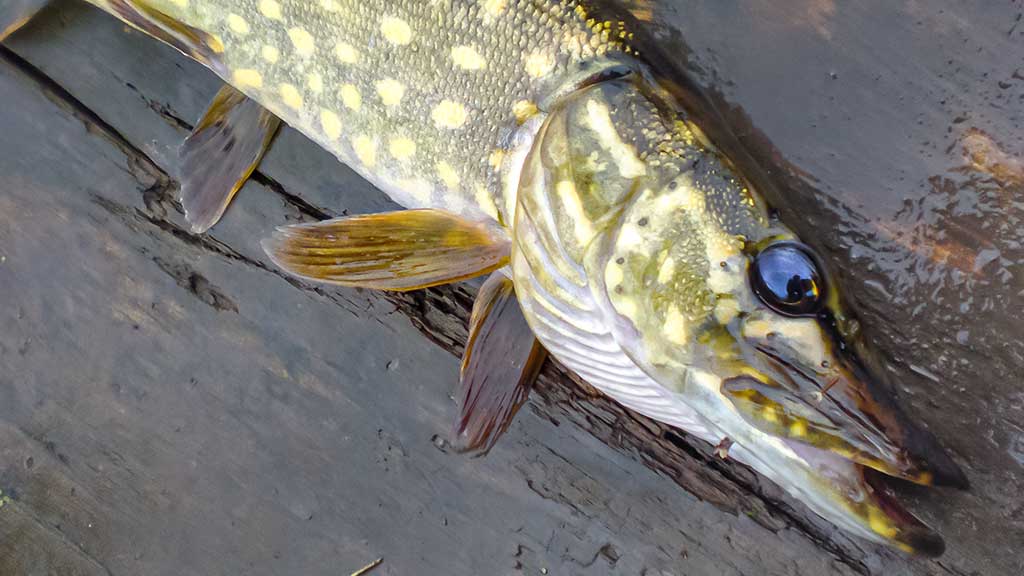 Kaip suvilioti žolėse tūnančią lydeką Kaip suvilioti žolėse tūnančią lydeką